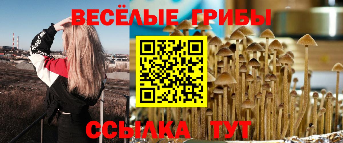 Ессентуки  купить наркотик  Псилоцибиновые грибы GOLDEN TEACHER  Вход с VPN  Галлюциногенные грибы GOLDEN TEACHER 